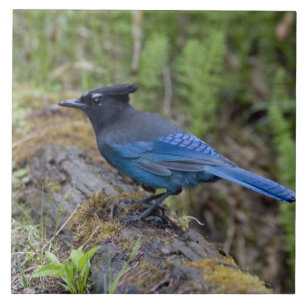 Carreau En Céramique Canada :  Colombie-Britannique, Yoho NP, Geai à tê