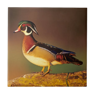 Carreau En Céramique Canard à bois mâle, Illinois