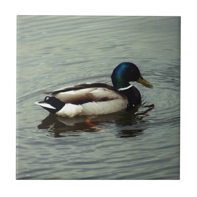 Carreau En Céramique Canard à l'eau (Devant)