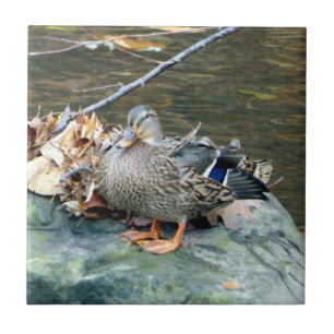 Carreau En Céramique Canard de Mallard sur le carreau de céramique