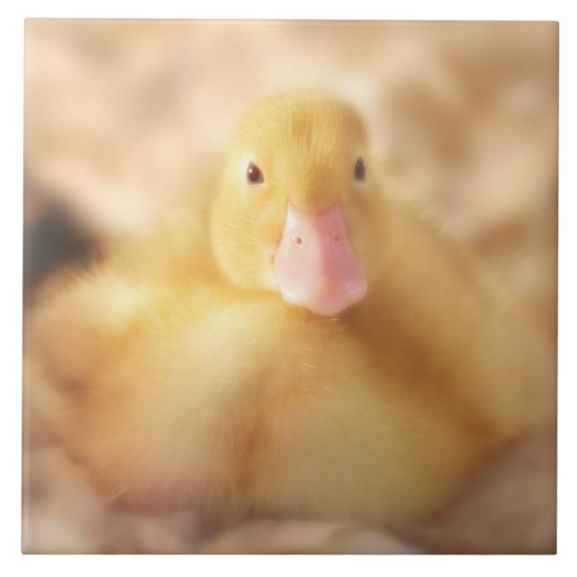 Carreau En Céramique Canard Jaune Fuzzy Bébé de Pâques Canard (Devant)