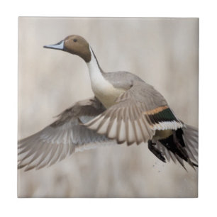 Carreau En Céramique Canard pilet mâle en vol