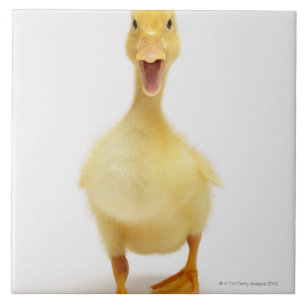 Carreau En Céramique Caneton