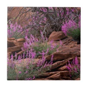 Carreau En Céramique Capitol Reef National Park, Utah, États-Unis