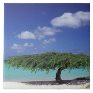 Carreau En Céramique Caraïbes, Aruba. Plage Eagle