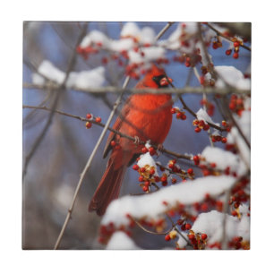 Carreau En Céramique Cardinal du nord