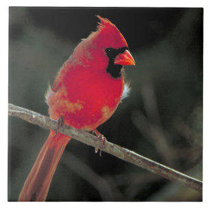 Carreau En Céramique Cardinal rouge perché sur une branche d'arbre