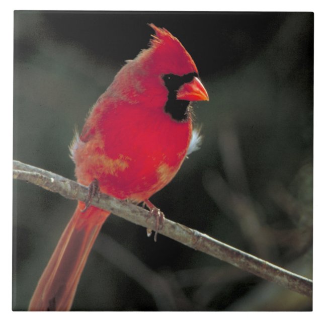 Carreau En Céramique Cardinal rouge perché sur une branche d'arbre (Devant)
