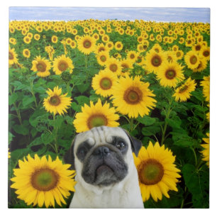 Carreau En Céramique Carlin en tournesols