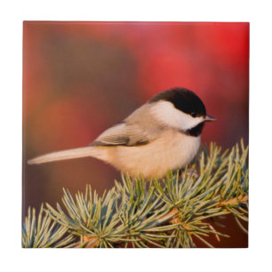 Carreau En Céramique Carolina Chickadee en Cèdre Blue Atlas