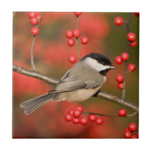 Carreau En Céramique Carolina Chickadee on Common Winterberry Bush