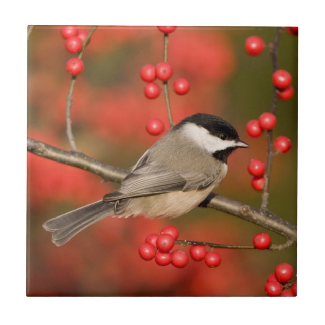 Carreau En Céramique Carolina Chickadee on Common Winterberry Bush (Devant)