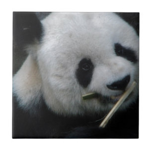 Carreau En Céramique Carreau Céramique Panda Mignon Bamboo