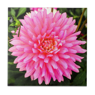 Carreau En Céramique Carreau de céramique de dahlia rose