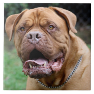 Carreau En Céramique Carreau de céramique de Dogue de bordeaux