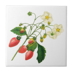 Carreau En Céramique Carreau de céramique de fraises botaniques