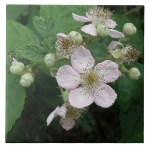 Carreau En Céramique Carrelage Blackberry Flowers