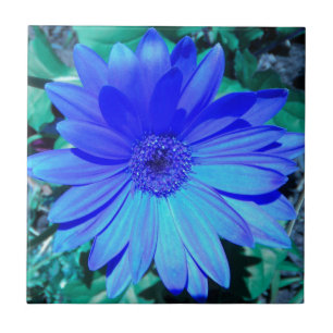 Carreau En Céramique Carrelage bleu Gerbera