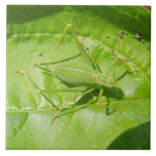 Carreau En Céramique Carrelage Camouflage de cricket vert