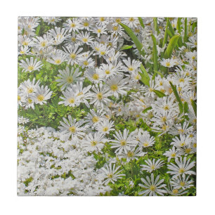 CARREAU EN CÉRAMIQUE CARRELAGE CÉRAMIQUE / TRIVET AVEC DAISIES SHASTA B