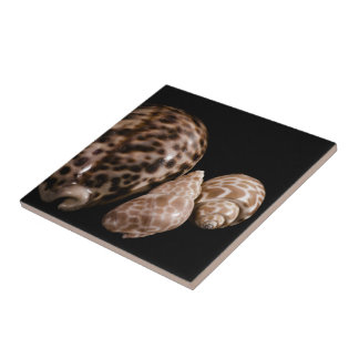 Carreau En Céramique Carrelage Cowrie Cones