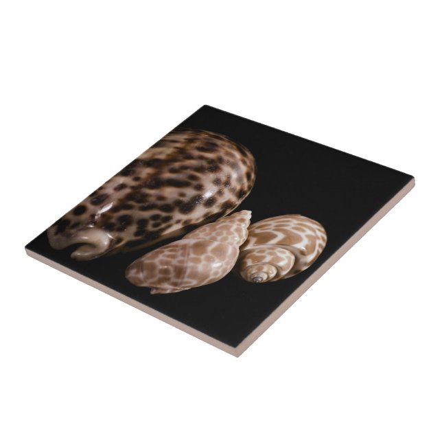 Carreau En Céramique Carrelage Cowrie Cones (Côté)