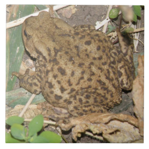 Carreau En Céramique Carrelage Crapaud Commun Européen