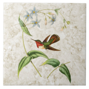 Carreau En Céramique Carrelage en céramique de colibri