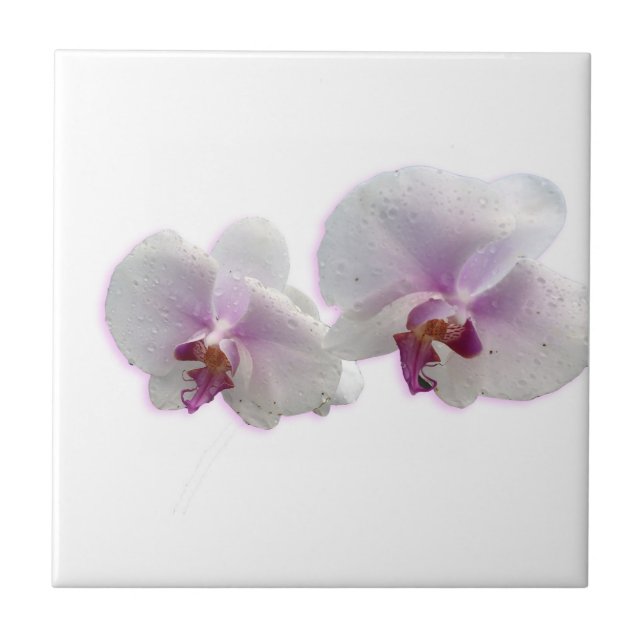 Carreau En Céramique Carrelage en céramique des fleurs d'orchidées (Devant)
