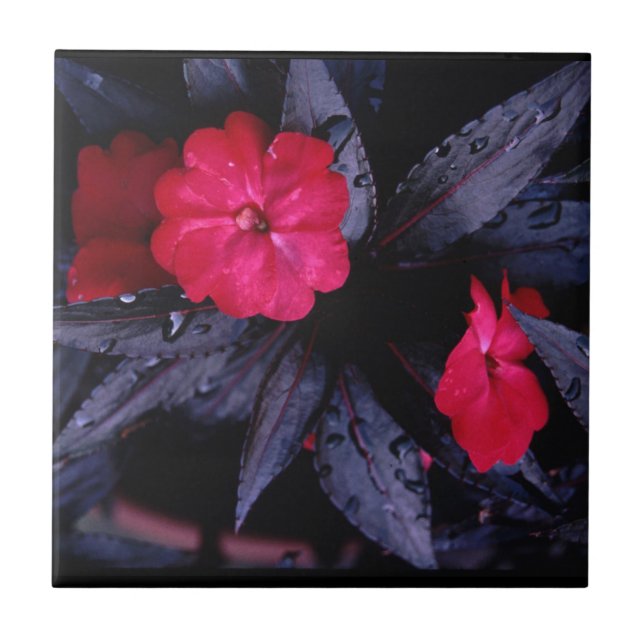 Carreau En Céramique Carrelage en céramique des Impatiens de Nouvelle-G (Devant)