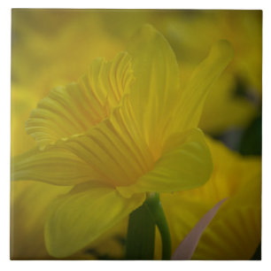 Carreau En Céramique Carrelage en céramique des jonquilles jaunes