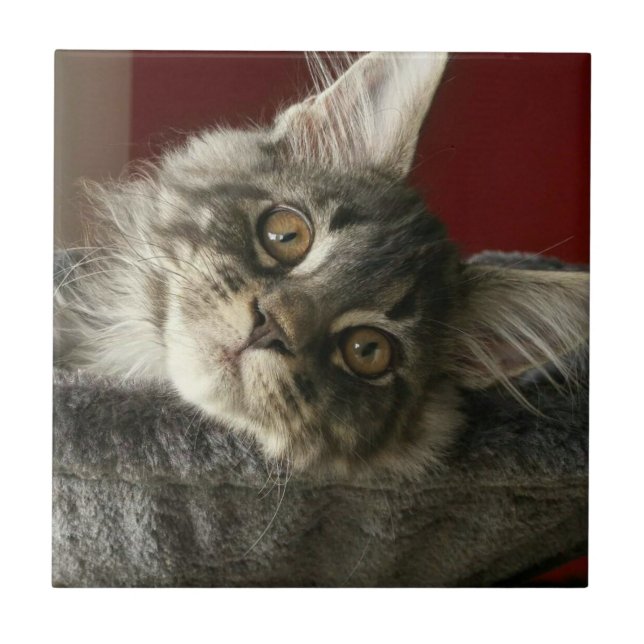 Carreau En Céramique Carrelage en céramique Maine Coon Kitten (Devant)