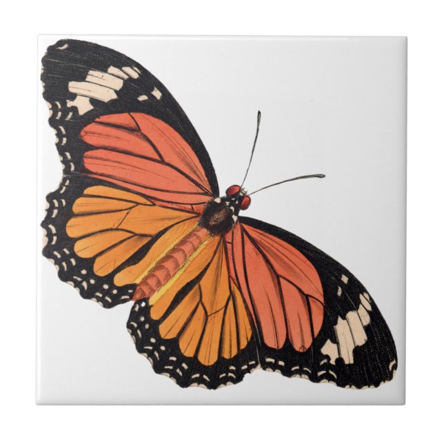 Carreau En Céramique Carrelage en céramique Monarch Butterfly (Devant)