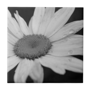 Carreau En Céramique Carrelage Fleur Noir Et Blanc Macro Daisy