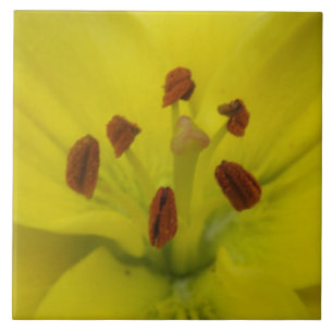 Carreau En Céramique Carrelage fleuri Lily Jaune