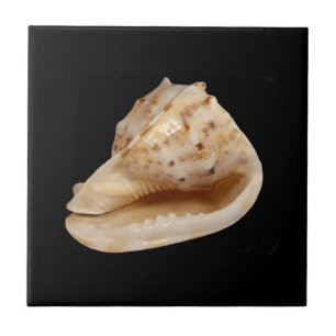 Carreau En Céramique Carrelage photo en céramique Conch Shell