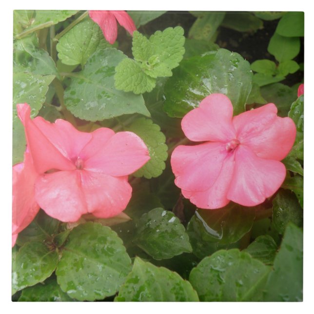 Carreau En Céramique Carrelage rose Impatiens (Devant)