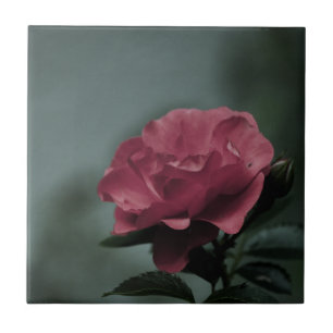 Carreau En Céramique Carrelage Royal Blush