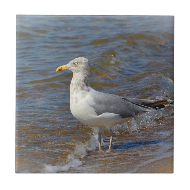Carreau En Céramique Carrelage Seagull (Devant)