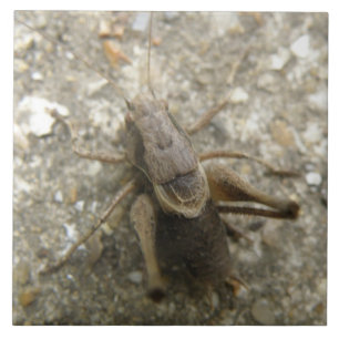 Carreau En Céramique Cartouche de cricket Brown