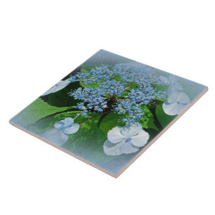 Carreau En Céramique Casquette de dentelle bleue Hydrangea Fleurs