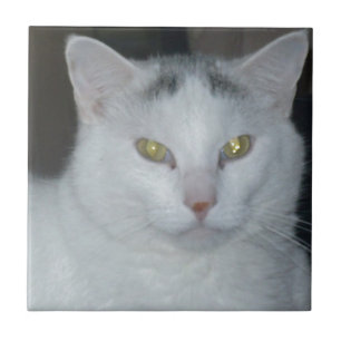 Carreau En Céramique Cat Thoughts Chat blanc