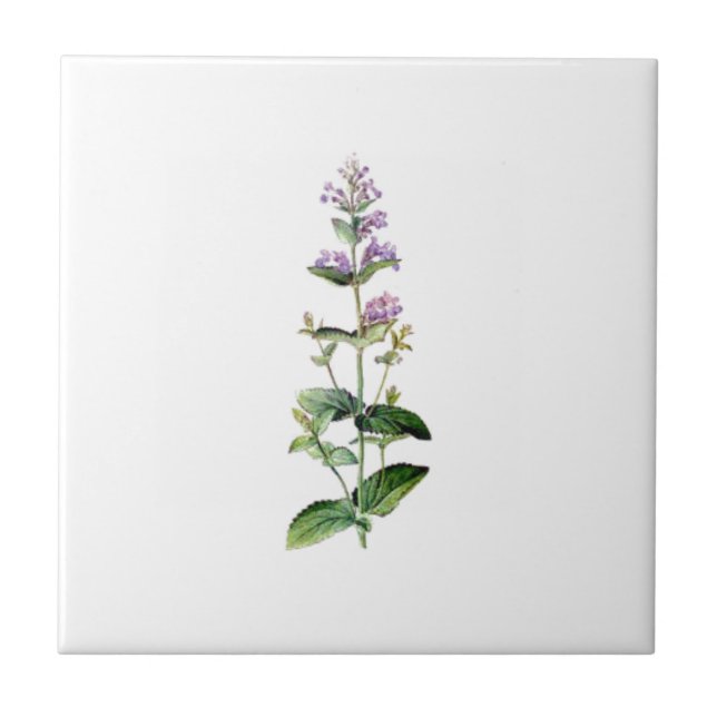 Carreau En Céramique CATMINT, catnip, branche de la catnipe, herbe, pla (Devant)