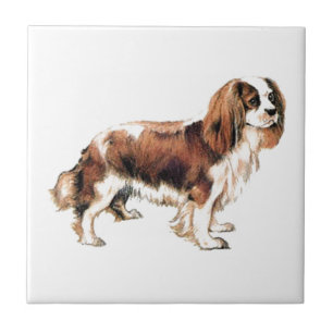 Carreau En Céramique Cavalier King Charles Spaniel