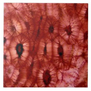 Carreau En Céramique Cellules de Sclerenchyma d'un puits de cerise