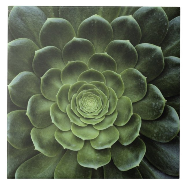 Carreau En Céramique Centre de cactus (Devant)