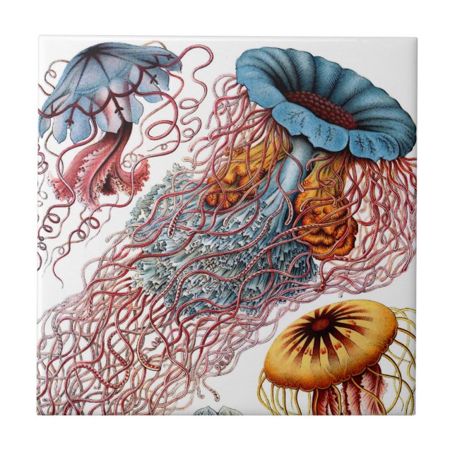 Carreau En Céramique Céramique de méduses de Haeckel (Devant)