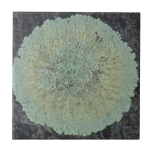Carreau En Céramique Cercle moussu de lichen