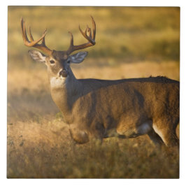 Carreau En Céramique Cerf à queue blanche (Odocoileus virginianus) adul