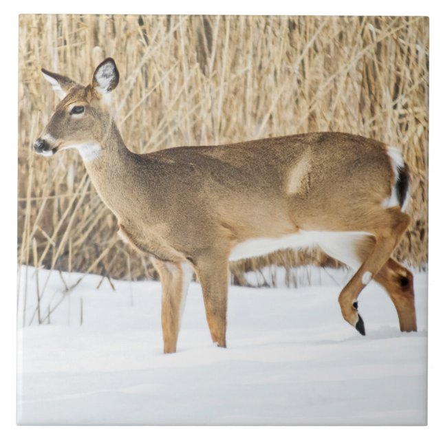 Carreau En Céramique Cerf dans la neige (Devant)